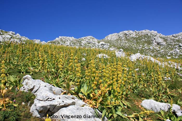 Valle della Genziana